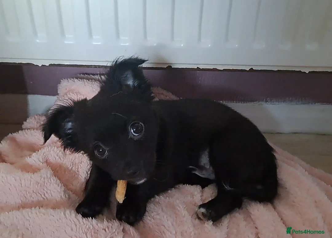 Chihuahua dogs for sale: 10 week old male long coat chihuahua pup - Advert 5