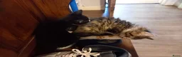 Mixed Breed cats for sale: 1 little fluffy male kitten left  - Advert 3
