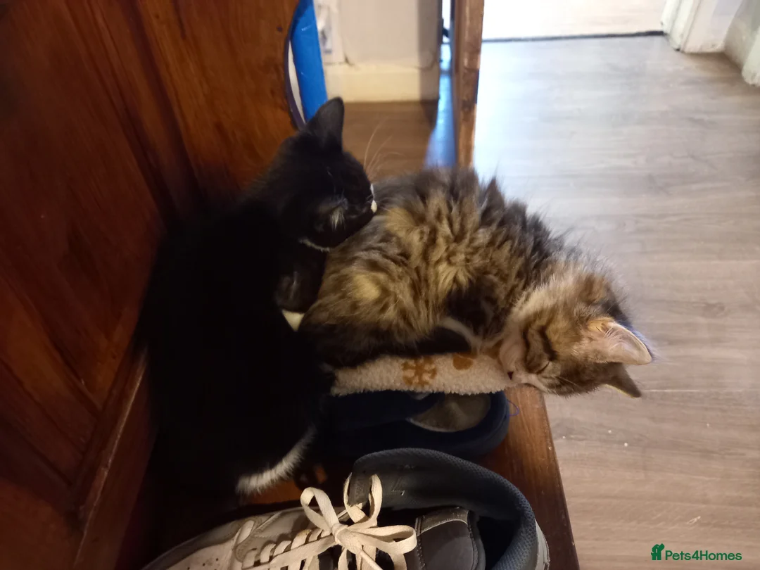 Mixed Breed cats for sale: 1 little fluffy male kitten left  - Advert 3