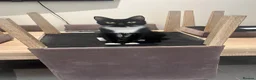 Domestic Shorthair cats for sale: 2 fully black and 3 tuxedo kittens  in Rugby - Advert 8