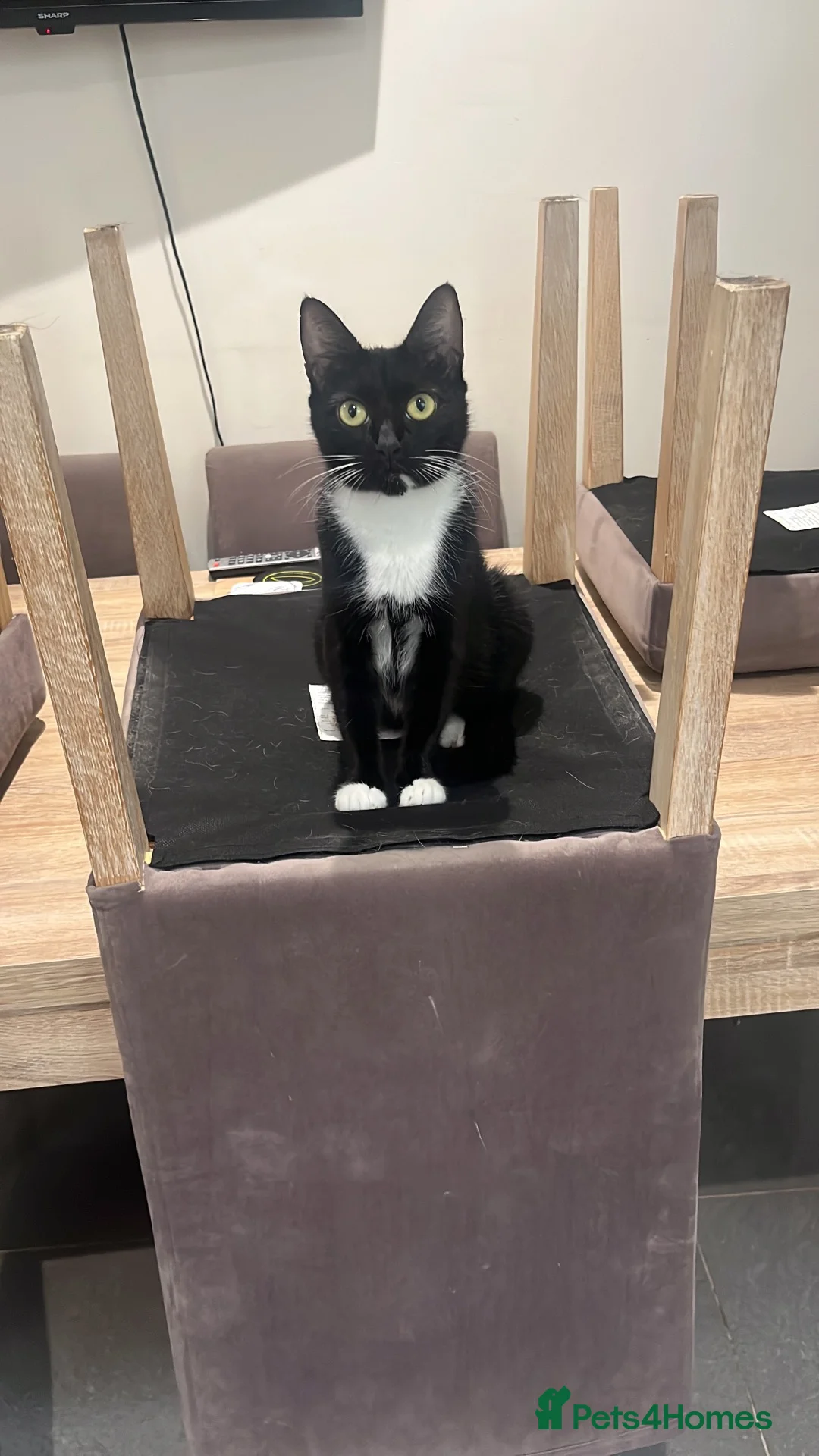 Domestic Shorthair cats for sale: 2 fully black and 3 tuxedo kittens  in Rugby - Advert 8