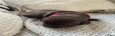 Puppy 3