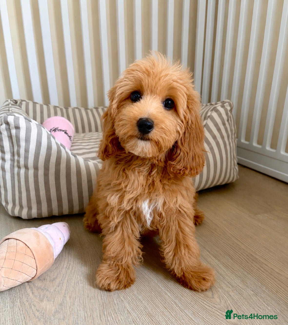 Cockapoo dogs Health tested cockapoo puppies  - Advert 2