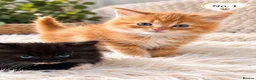 Mixed Breed cats for sale: Beautiful,  Kittens Looking for Loving Homes  - Advert 3