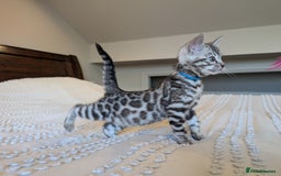 Bengal cats for sale: 🤍🩶🖤 Beautiful Bengal Kittens 🖤🩶🤍 - Image 35