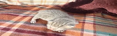 Grey Male 2