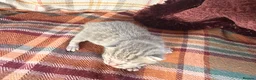 Mixed Breed cats for sale: Beautiful British Shorthaired Cross Kittens - Advert 17