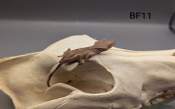 Gecko reptiles for sale: Phantom Crested Gecko  - Image 2