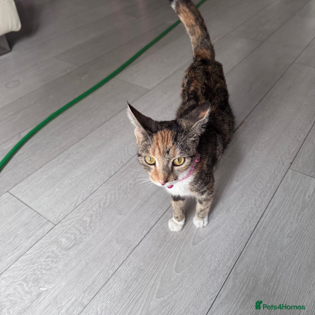 Mixed Breed cats for sale: Cat kitchen  - Image 2