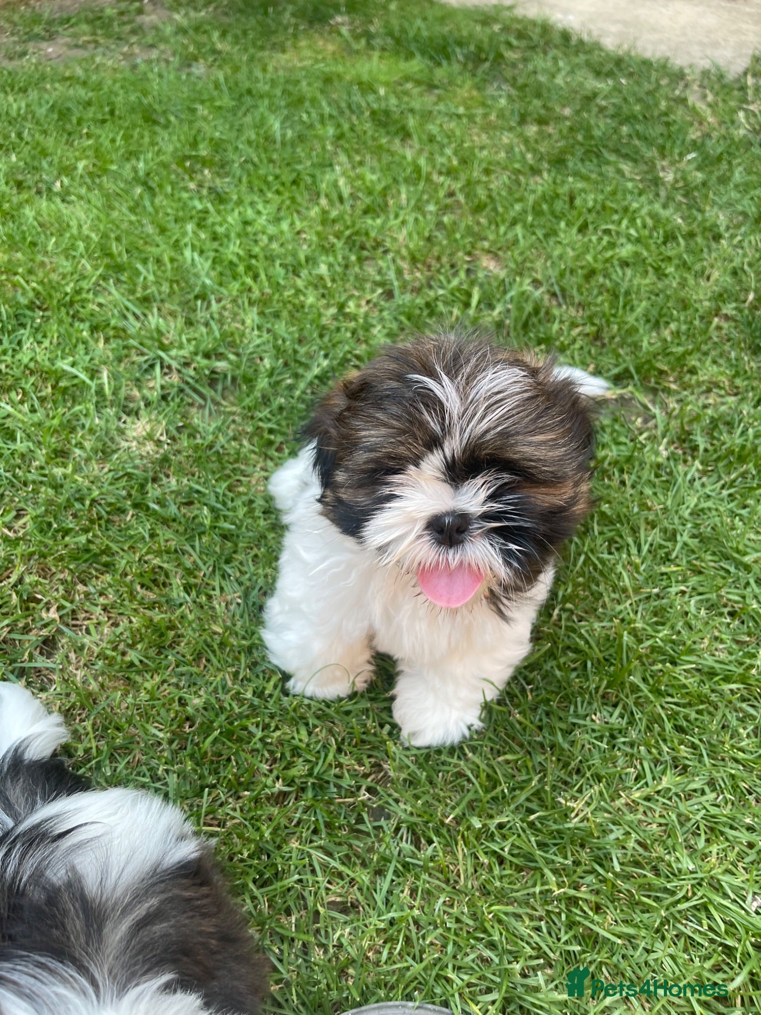 Shih Tzu dogs Imperial Shihtzu puppies for sale  - Advert 1