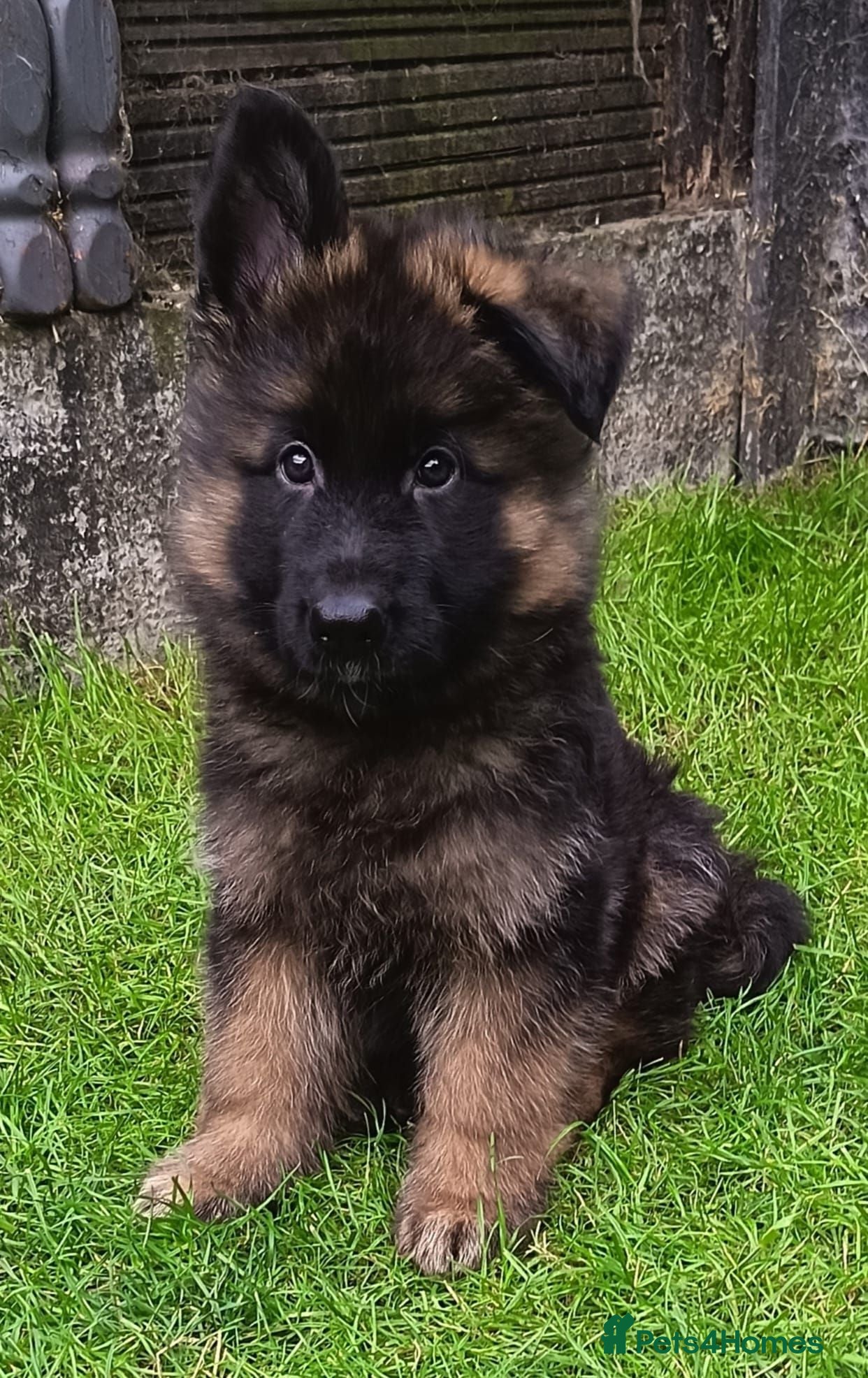 German Shepherd dogs PUPPIES FOR SALE - Advert 14