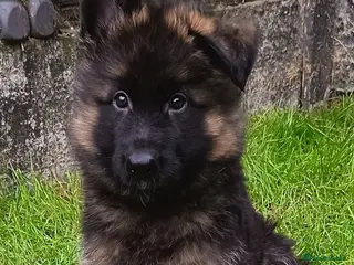 German Shepherd dogs PUPPIES FOR SALE - Advert 14