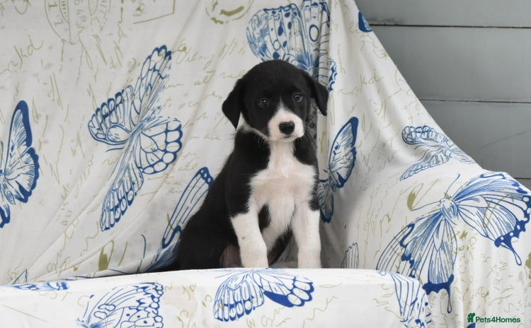 Mixed Breed dogs - Advert 1