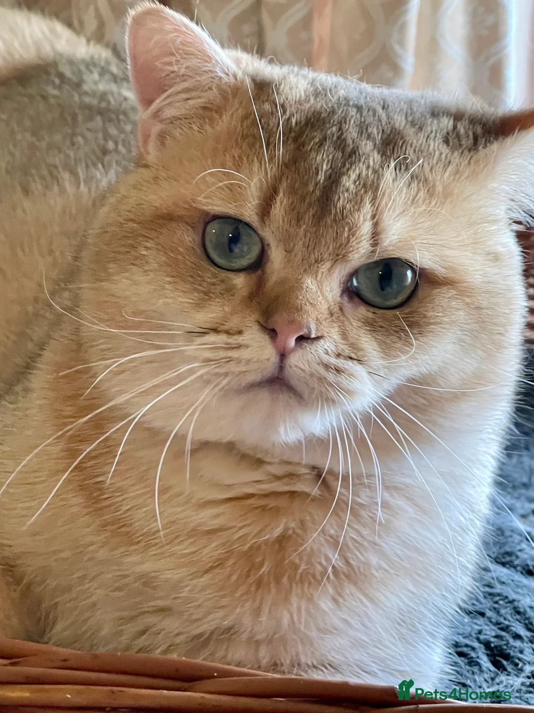 British Shorthair cats for sale: Young Neutered Pedigree Adults - Advert 4