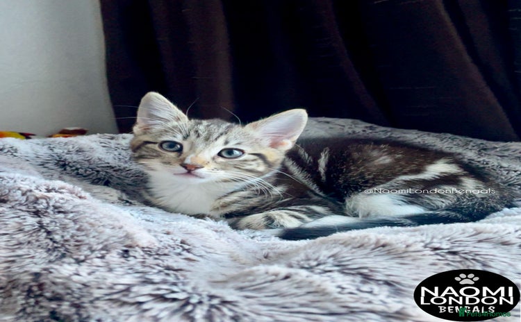 Mixed Breed cats - Advert 12