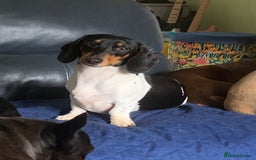 Miniature Dachshund dogs for sale: Pure Piebald Puppies Russian Champion Lines  - Image 17