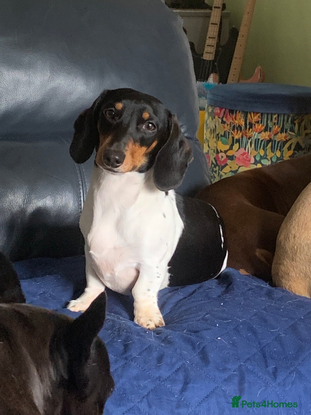 Miniature Dachshund dogs for sale: Pure Piebald Puppies Russian Champion Lines  - Image 17