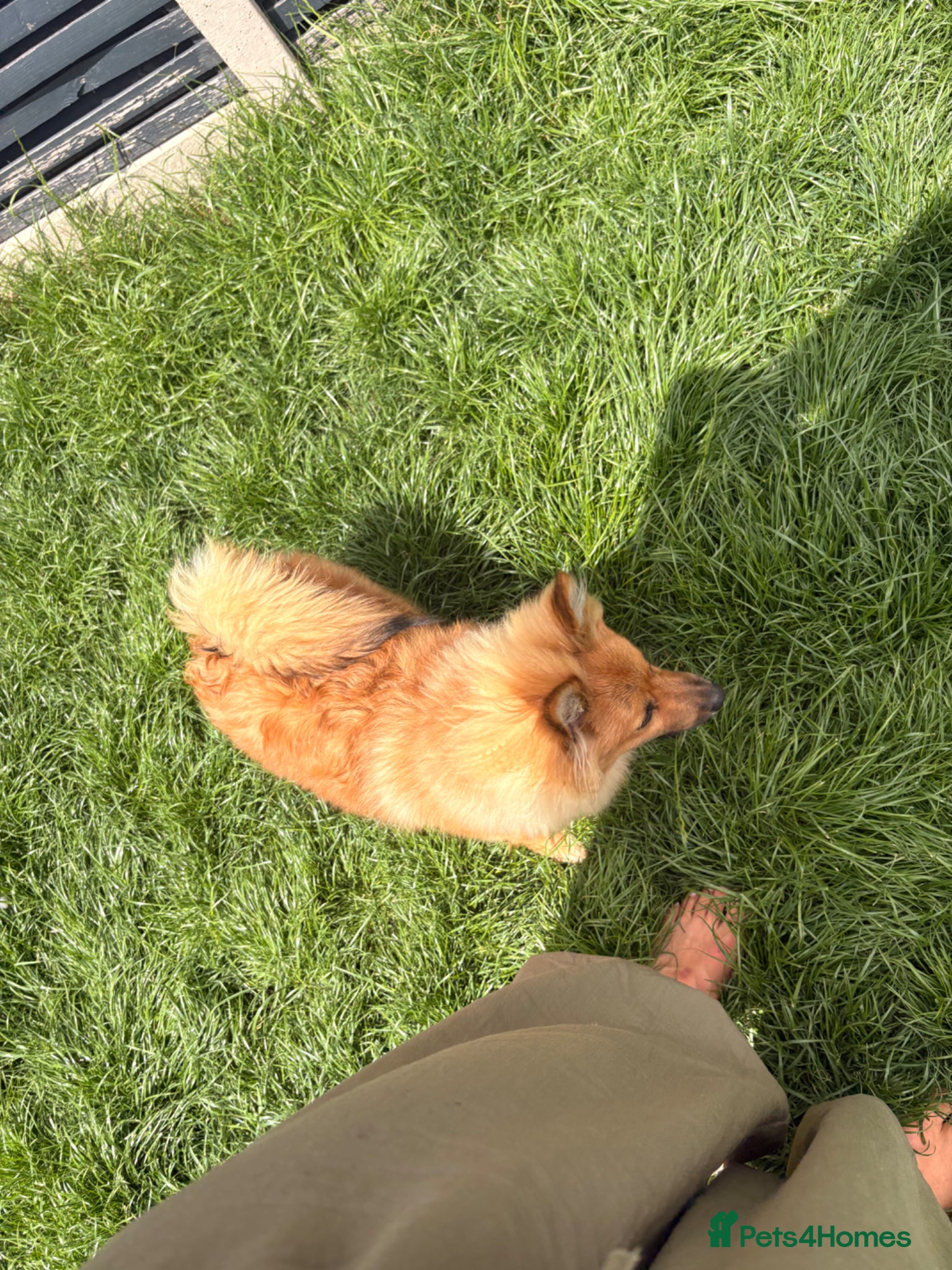 Pomeranian dogs for sale: Pomeranian for sale  - Advert 6
