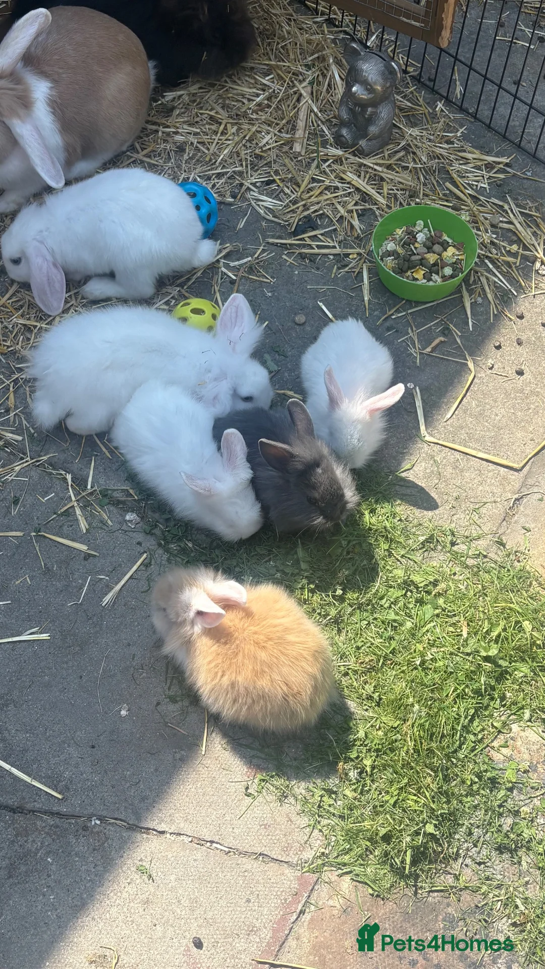 Mixed Breed rabbits for sale: Rabbits  in Darlington - Advert 2