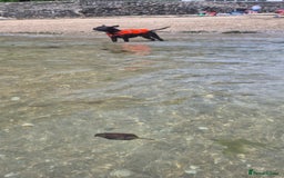 Mixed Breed dogs for sale: Male Fraffie For Sale - Image 6