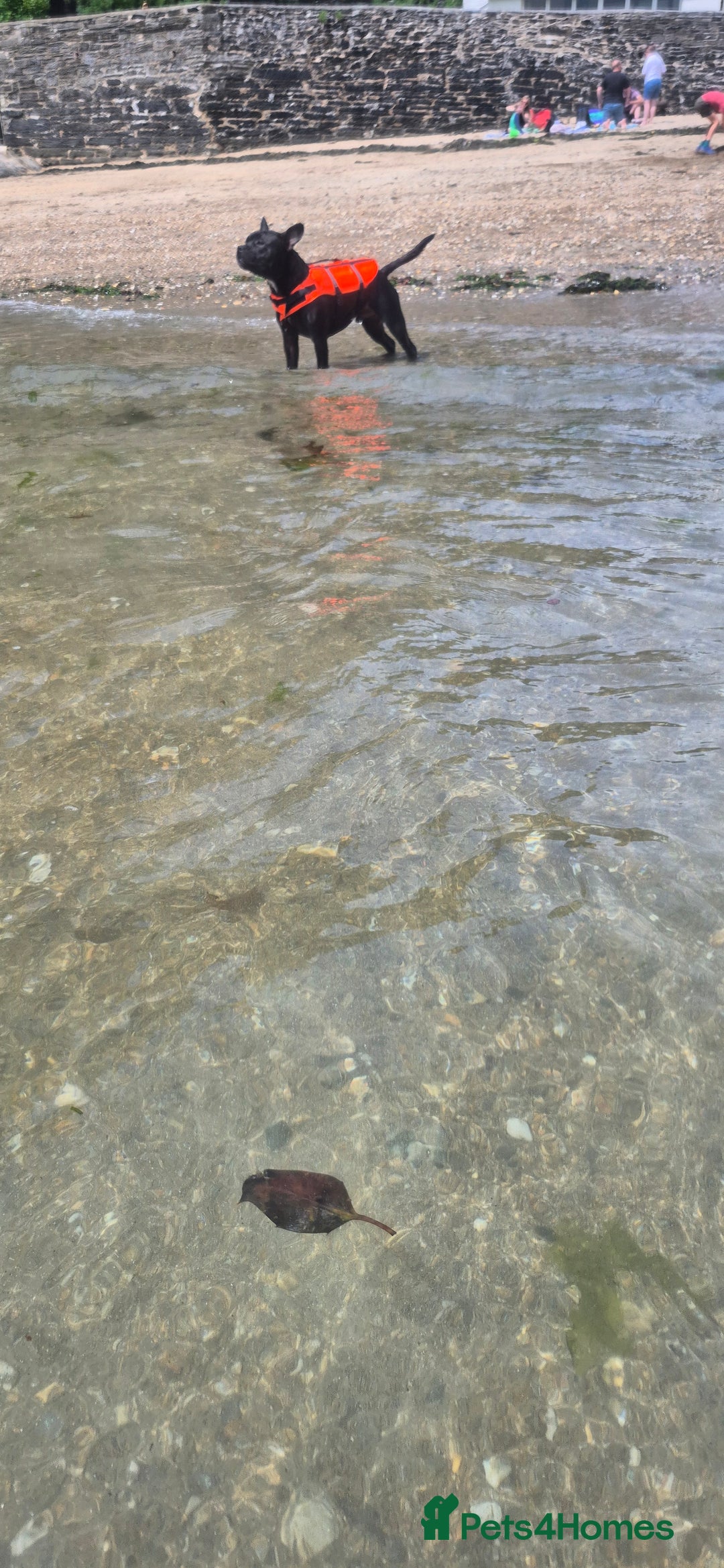 Mixed Breed dogs for sale: Male Fraffie For Sale - Image 6