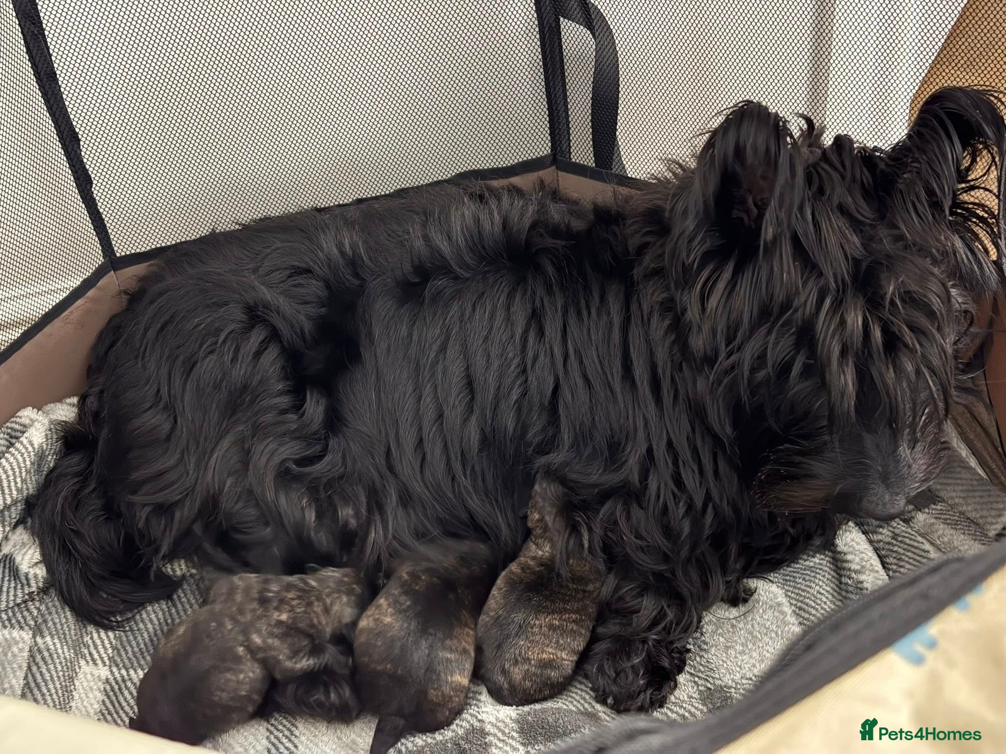 Scottish Terrier dogs Available Trained Scottish Terrier Pups. - Advert 1