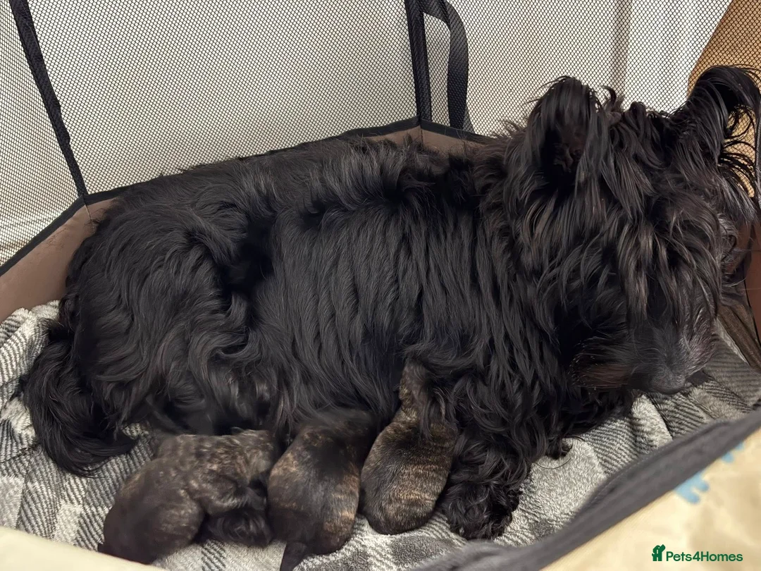 Scottish Terrier dogs for sale: Available Trained Scottish Terrier Pups. - Advert 1