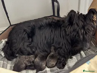 Scottish Terrier dogs Available Trained Scottish Terrier Pups. - Advert 1