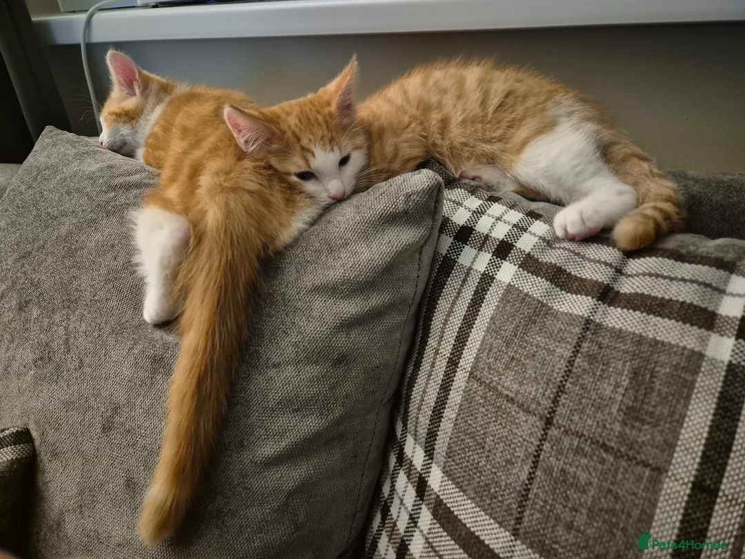 Mixed Breed cats for sale: 2 male ginger tabby kittens - Advert 9