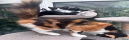 Mixed Breed cats for sale: Gorgeous black and white kittens 🐾  - Advert 2