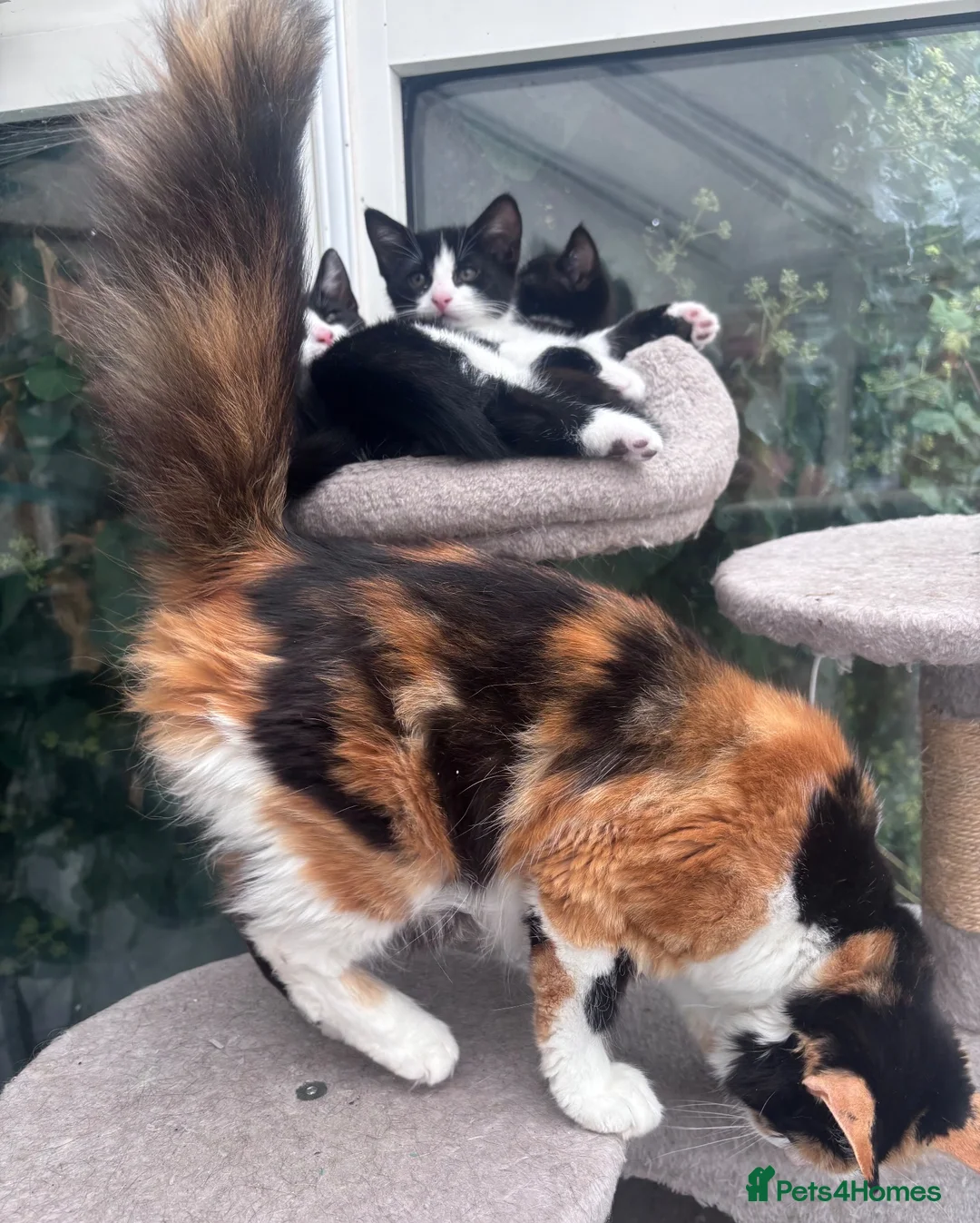 Mixed Breed cats for sale: Gorgeous black and white kittens 🐾  - Advert 2