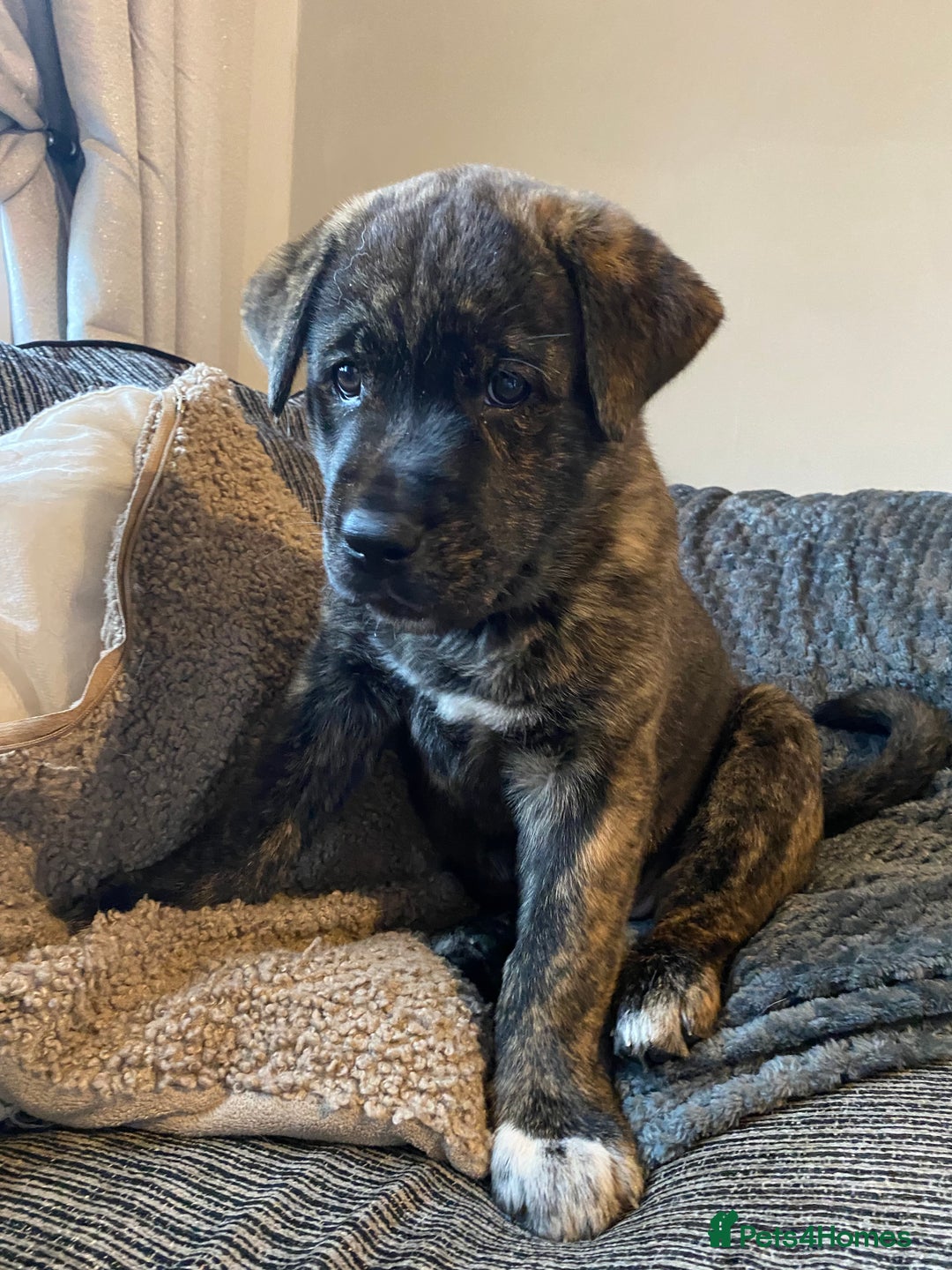 Mixed Breed dogs for sale: Rottweiler cross Akita (rokita) - Image 7