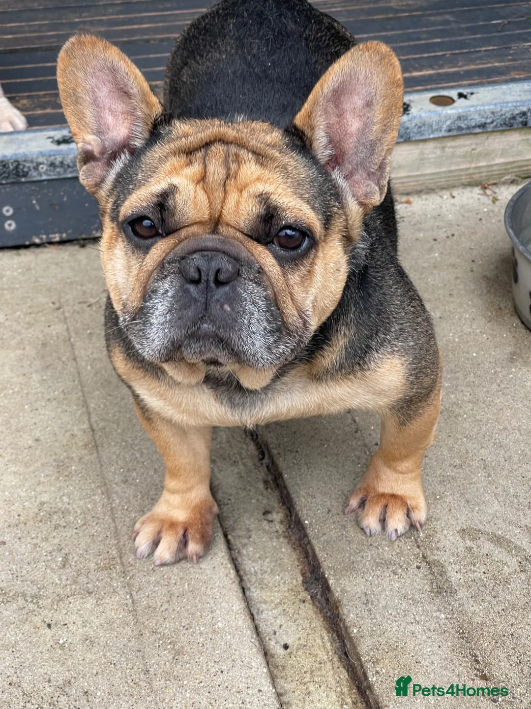 French Bulldog dogs for sale: Quality French Bulldog Puppies  - Advert 2