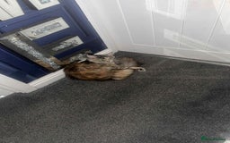 Maine Coon cats for sale: 2 mainecoon cats  - Advert 5