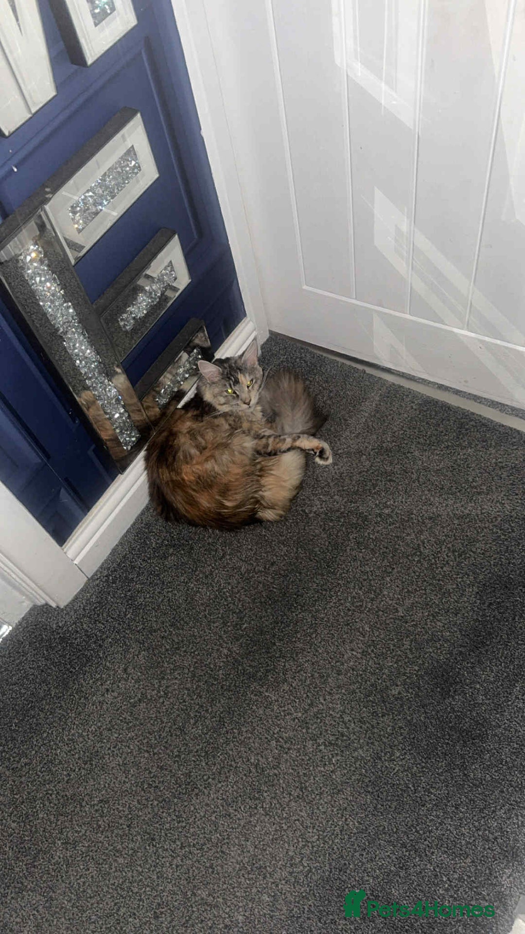 Maine Coon cats for sale: 2 mainecoon cats  - Advert 5