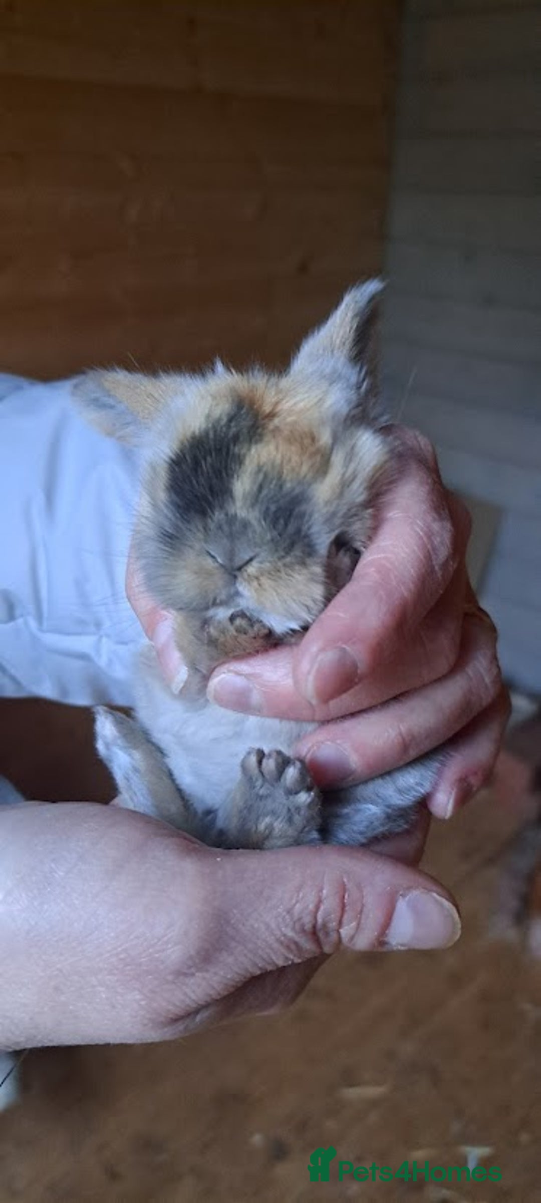 Mini Lop rabbits for sale: Adorable Pure Bred Mini Lops 🥰🐰 - Advert 2
