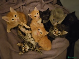 Mixed Breed cats Elven Bengal Mixes - Advert 3