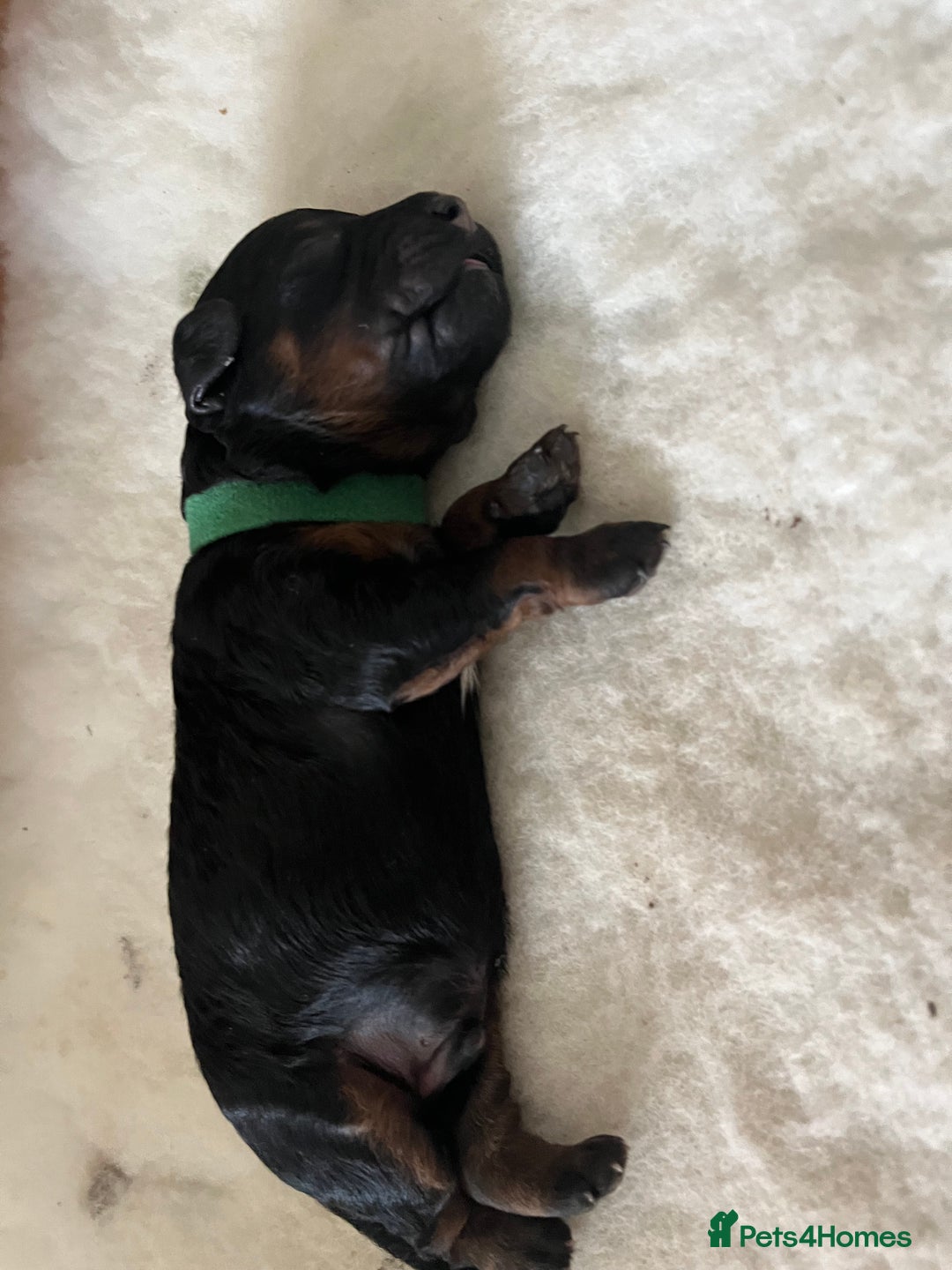 Cavapoo dogs for sale: Cute cavas for best homes only!  - Image 9