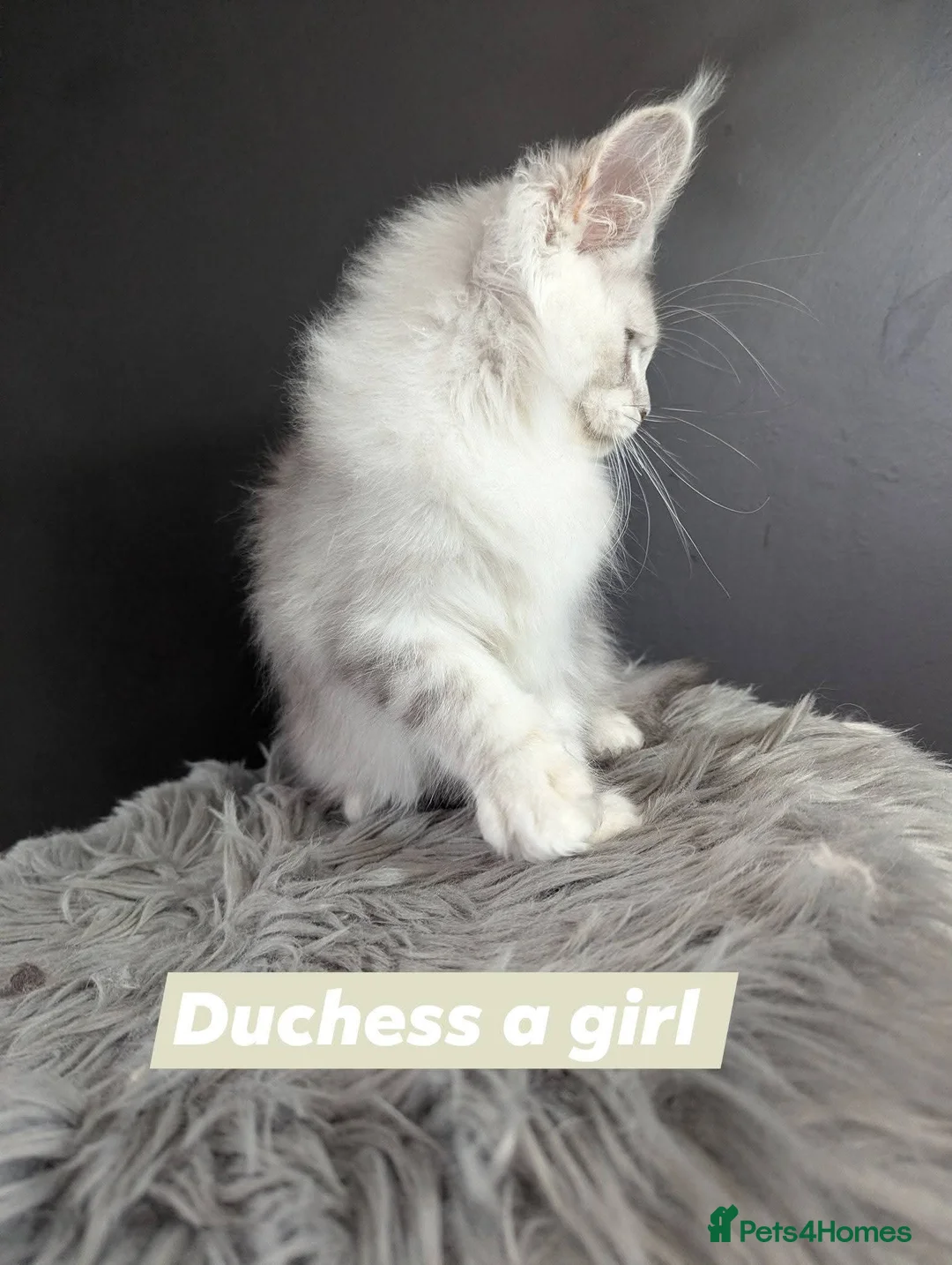 Maine Coon cats for sale: Outstanding babies ready to go  - Advert 16