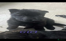 German Shepherd dogs for sale: KC registered German Shepherd puppies  - Image 4