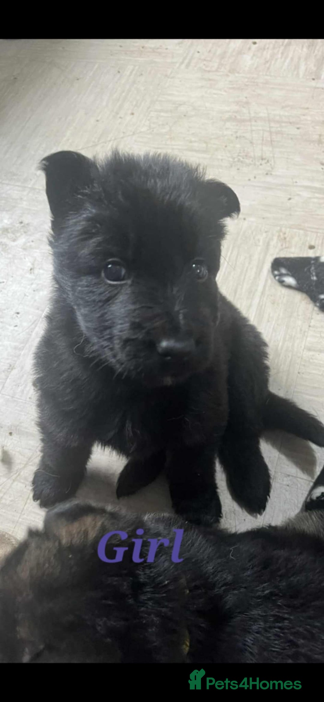 German Shepherd dogs for sale: KC registered German Shepherd puppies  - Image 4