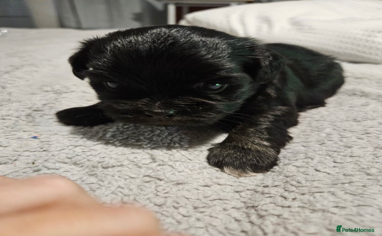 Lhasa Apso dogs - Advert 1