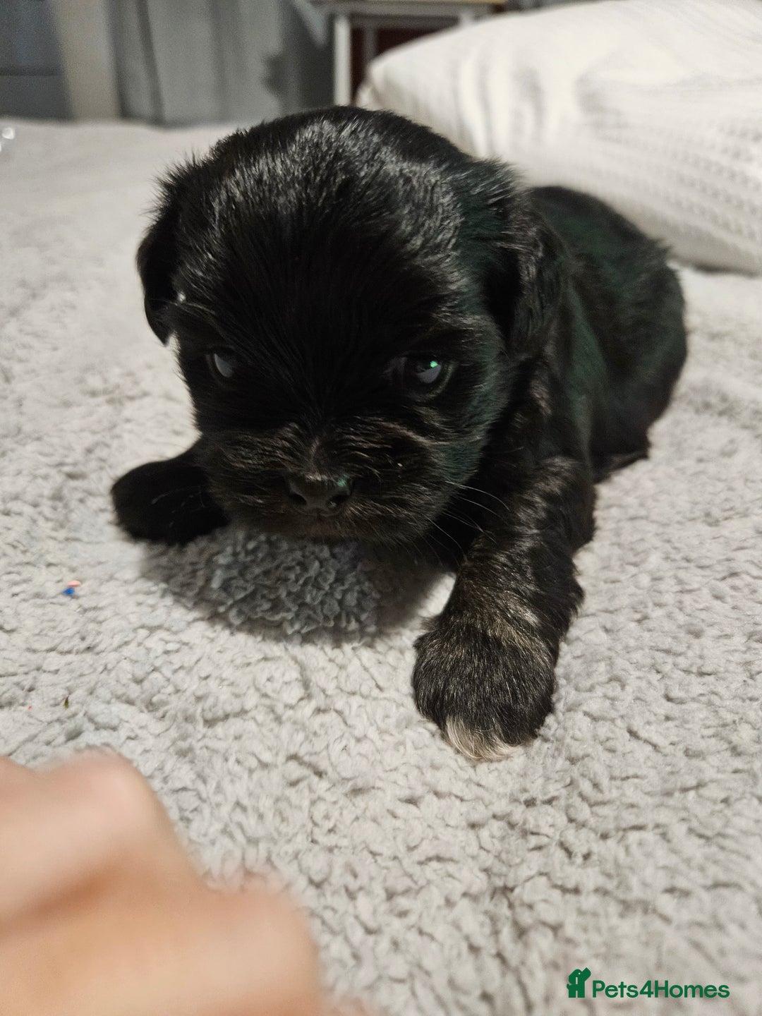 Lhasa Apso dogs for sale: Lhasa apao pups  - Image 8