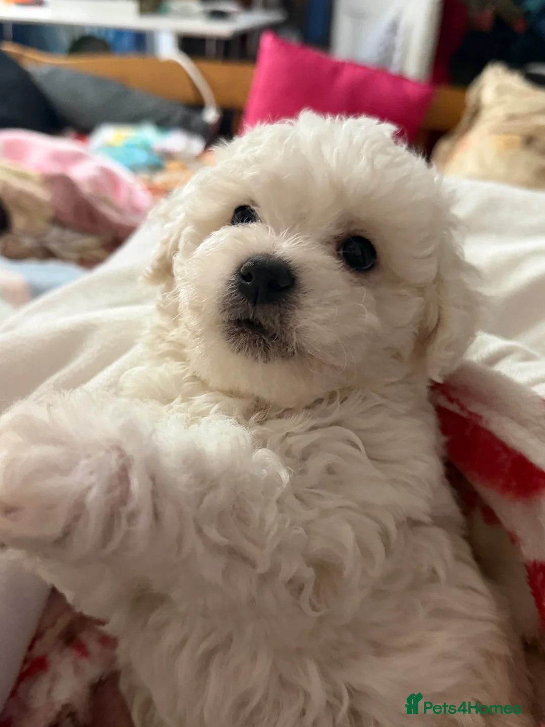 Bichon Frise dogs for sale: The Pedigree Club Bichon Frise Puppies - Advert 18