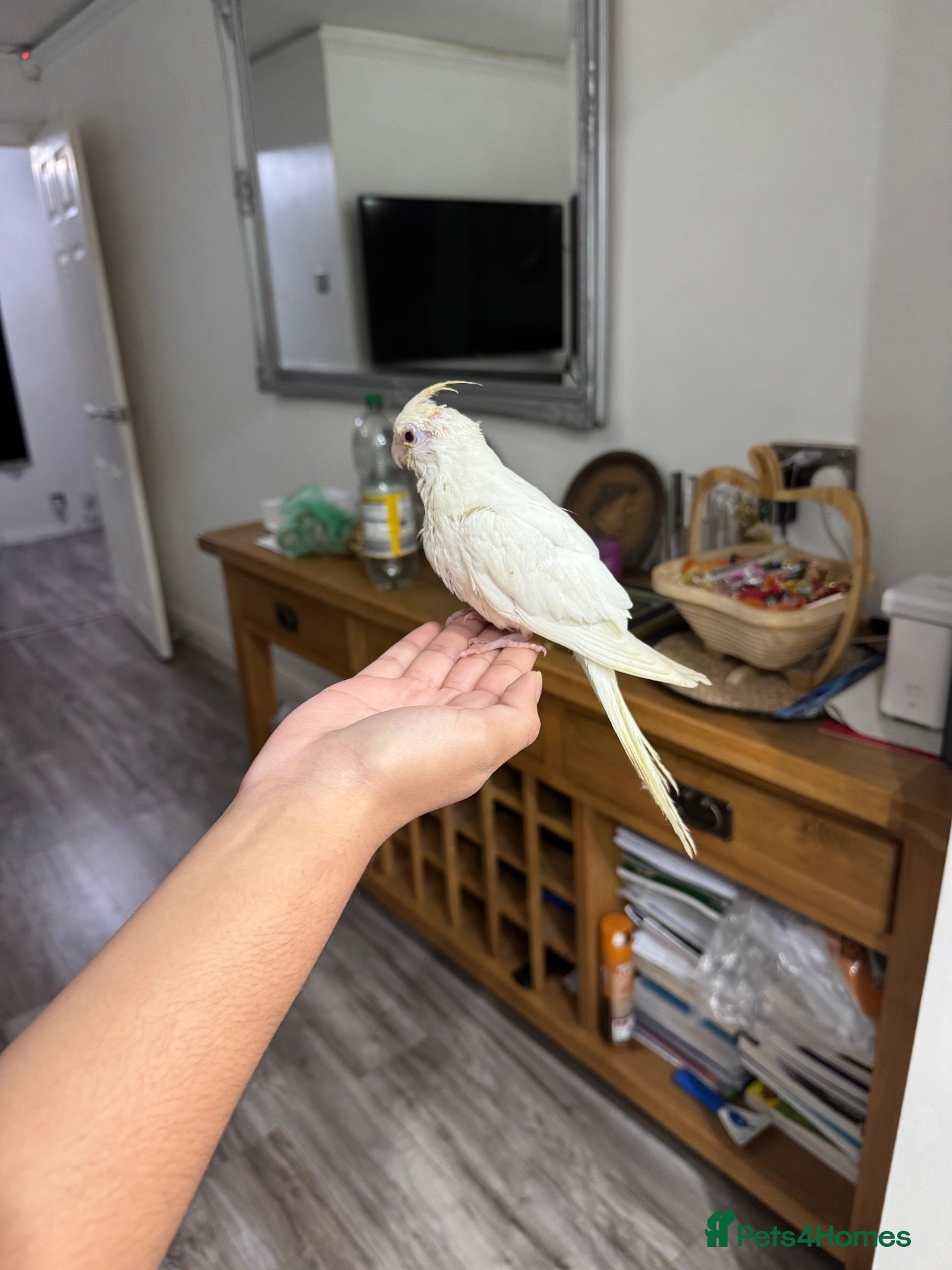 Cockatiels birds Tamed, spoon fed baby cockatail - Advert 8