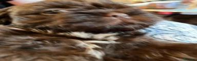 Shih Tzu 4