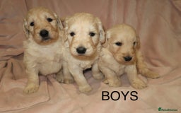 Goldendoodle dogs for sale: 7 beautiful golden doodles  - Advert 2