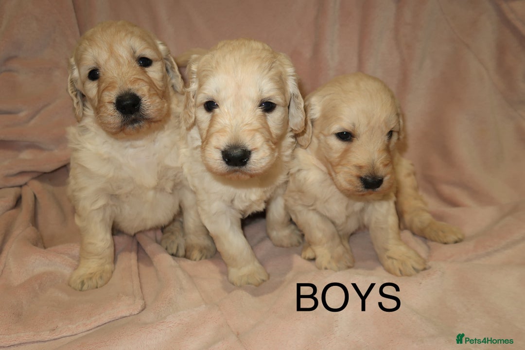 Goldendoodle dogs for sale: 7 beautiful golden doodles  - Advert 2