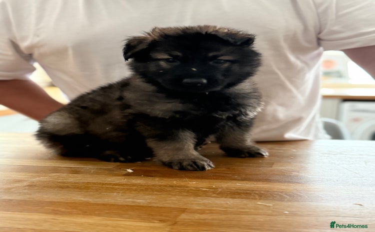 German Shepherd dogs - Advert 13