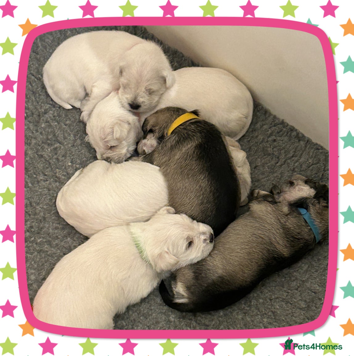 Miniature Schnauzer dogs Stunning KC Reg Miniature Schnauzers - Advert 18